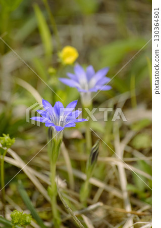 Haru Rindow Haru Rindow 130364801