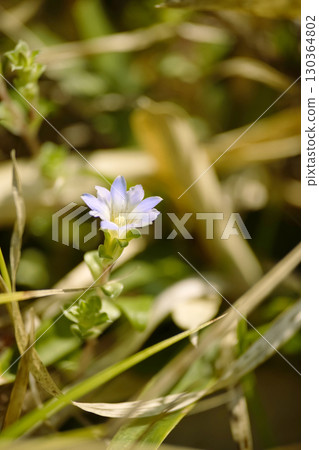 Fuderindou 130364802