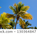 Palm tree with background blue sky, on Isla Catalina outside Dominican Republic, Caribbean. 130364847