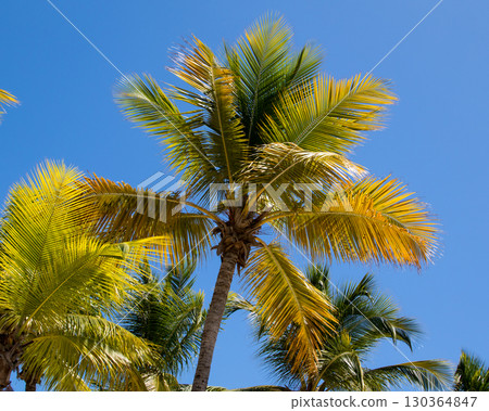 Palm tree with background blue sky, on Isla Catalina outside Dominican Republic, Caribbean. 130364847