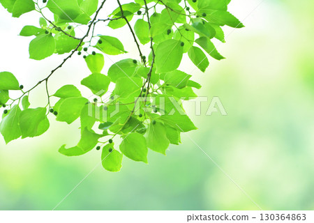 Refreshing spring sprouts Fresh green 130364863