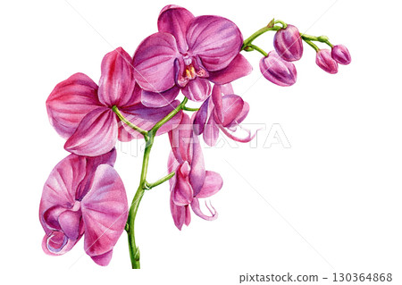 pink orchid branch with blossoms and buds watercolor botanical illustration exotic phalaenopsis flower for wedding decor design 130364868