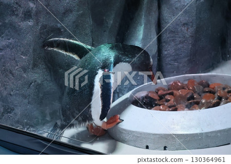 Aquarium scene with penguins trying to eat food Aquarium scene with penguins trying to eat food 130364961