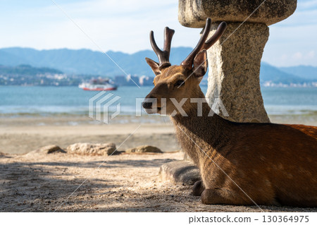 Wild deer resting by stone lantern on Miyajima beach, Japan 130364975