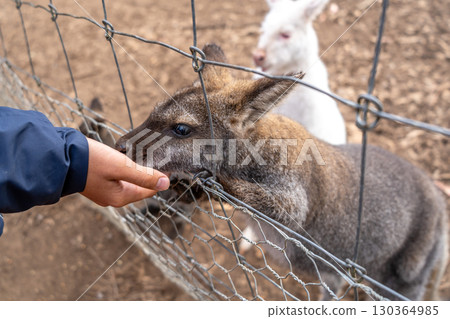Hand feeding a wallaby behind a wire fence in Australia 130364985