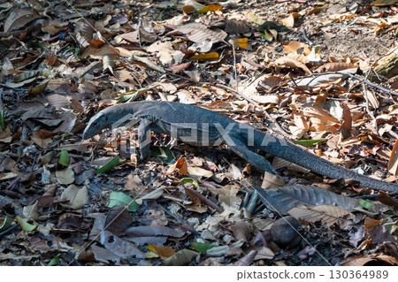 Malayan water monitor in Singapore Botanic Gardens, Singapore Malayan water monitor in Singapore Botanic Gardens, Singapore 130364989