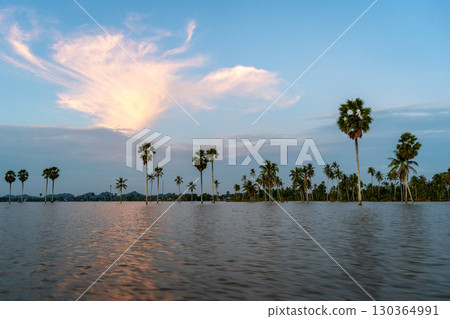 Borassus palms at sunset on Lake Tempe, Sulawesi, Indonesia 130364991
