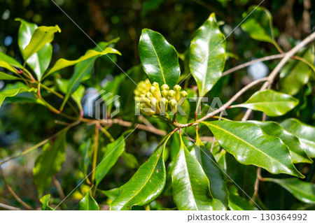 Clove bud growing on tree in Tentena, Sulawesi, Indonesia forest 130364992