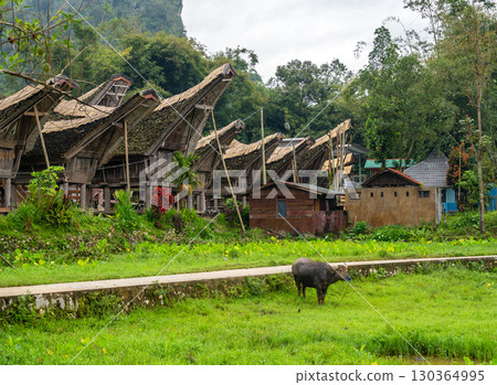 Buffalo grazing in traditional Toraja village, Sulawesi, Indonesia 130364995