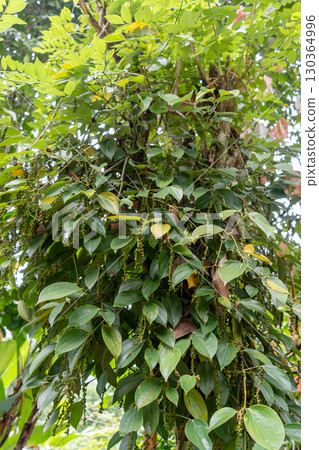 Close-up of black pepper plant in Toraja, Sulawesi, Indonesia 130364996