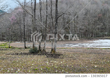 Spring in Ikegahara Marsh Spring in Ikegahara Marsh 130365017