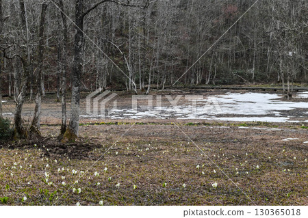 Spring in Ikegahara Marsh Spring in Ikegahara Marsh 130365018