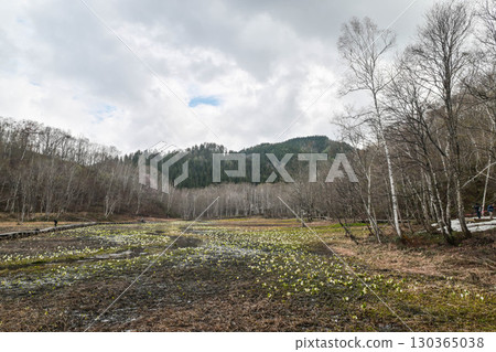 Spring in Ikegahara Marsh 130365038