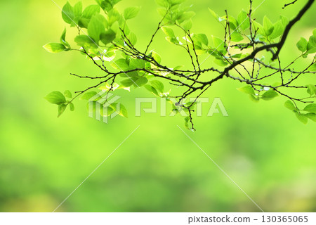 Refreshing spring sprouts Fresh green 130365065