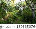 Path through dense forest in the Northern Dominican Republic, Caribbean 130365076