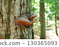 A fungus that grows on trees. Wood fungus on tree bark. 130365093