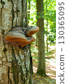 A fungus that grows on trees. Wood fungus on tree bark. 130365095