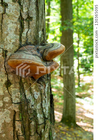 A fungus that grows on trees. Wood fungus on tree bark. 130365095