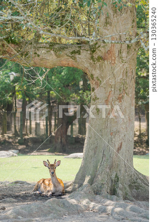 鹿背001 鹿背001 130365240