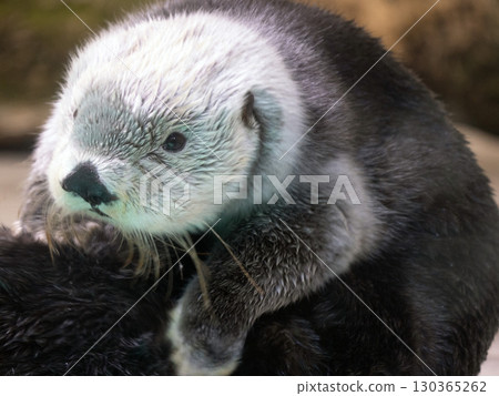 Raccoon 130365262