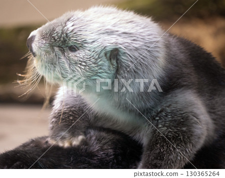 海獺 130365264