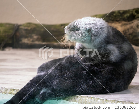 海獺 海獺 130365266