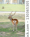 夏日公園散步的鹿 001 130365305