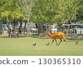 夏季公園散步的鹿 002 130365310