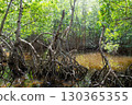 Mangrove Forest and swamp in the Northern part of Dominican Republic, Caribbean. 130365355