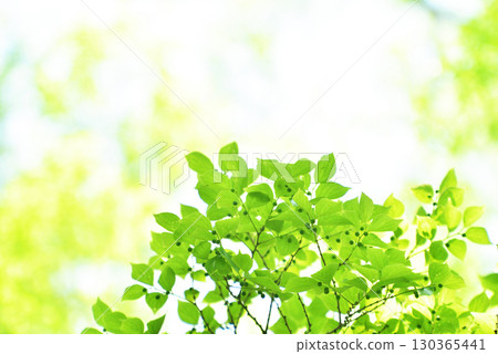 Refreshing spring sprouts Fresh green Refreshing spring sprouts Fresh green 130365441
