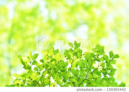 Refreshing spring sprouts Fresh green Refreshing spring sprouts Fresh green 130365442