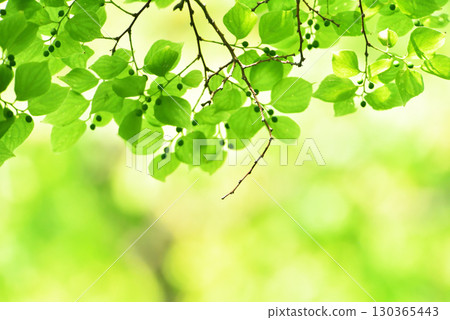 清新的春芽新綠 清新的春芽新綠 130365443