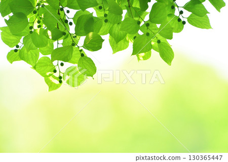 Refreshing spring sprouts Fresh green 130365447