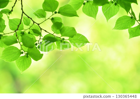 清新的春芽新綠 清新的春芽新綠 130365448