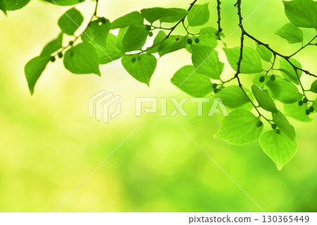 Refreshing spring sprouts Fresh green Refreshing spring sprouts Fresh green 130365449