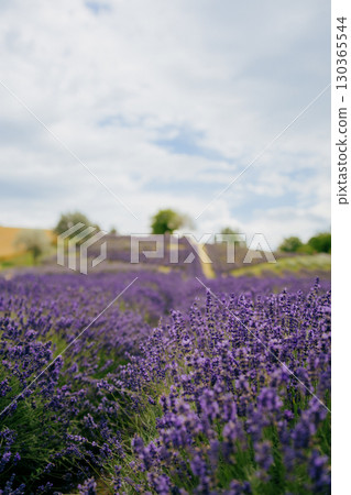 Scenic view of vibrant lavender field stretching towards horizon, creating mesmerizing purple landscape under cloudy sky, offering tranquil and picturesque scene. Lavender field, purple blooms Scenic view of vibrant lavender field stretching towards horizon, creating mesmerizing purple landscape under cloudy sky, offering tranquil and picturesque scene. Lavender field, purple blooms 130365544