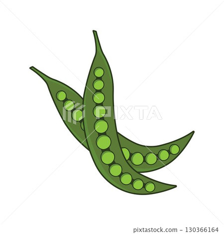 Parkia speciosa Hassk vegetable illustration design Parkia speciosa Hassk vegetable illustration design 130366164