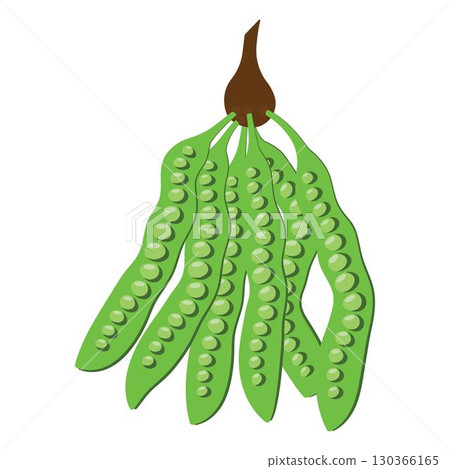 Parkia speciosa Hassk vegetable illustration design Parkia speciosa Hassk vegetable illustration design 130366165