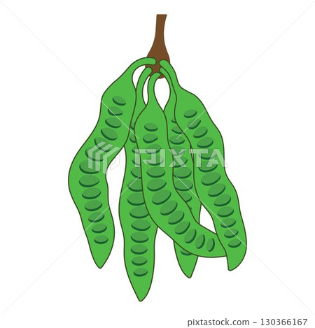 parkia speciosa aka petai or stinky bean logo vector parkia speciosa aka petai or stinky bean logo vector 130366167