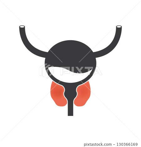 Prostatitis swelling and inflammation of prostate gland.Disease and pain in the human male body. Bladder anatomy concept. Prostatitis swelling and inflammation of prostate gland.Disease and pain in the human male body. Bladder anatomy concept. 130366169