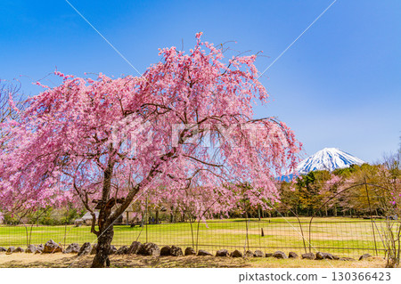 【山梨縣】西湖野鳥森林公園，以富士山為背景，櫻花、杜鵑花盛開，美不勝收 130366423