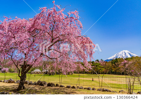 [Yamanashi Prefecture] Beautiful cherry blossoms and azaleas at Lake Saiko Wild Bird Forest Park, with Mount Fuji in the background 130366424