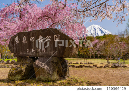 【山梨縣】西湖野鳥森林公園,以富士山為背景,櫻花、杜鵑花盛開,美不勝收 【山梨縣】西湖野鳥森林公園,以富士山為背景,櫻花、杜鵑花盛開,美不勝收 130366429