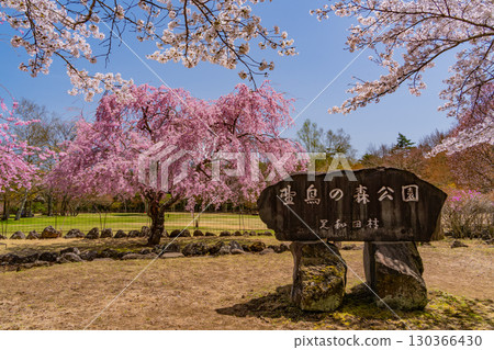 [Yamanashi Prefecture] Beautiful cherry blossoms and azaleas at Lake Saiko Wild Bird Forest Park, with Mount Fuji in the background 130366430