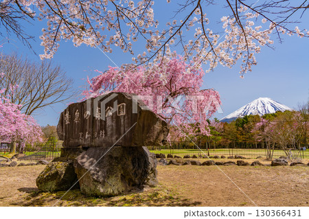 【山梨縣】西湖野鳥森林公園,以富士山為背景,櫻花、杜鵑花盛開,美不勝收 【山梨縣】西湖野鳥森林公園,以富士山為背景,櫻花、杜鵑花盛開,美不勝收 130366431