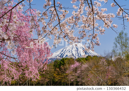 【山梨縣】西湖野鳥森林公園,以富士山為背景,櫻花、杜鵑花盛開,美不勝收 【山梨縣】西湖野鳥森林公園,以富士山為背景,櫻花、杜鵑花盛開,美不勝收 130366432