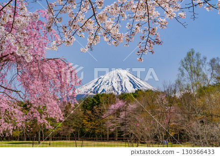 【山梨縣】西湖野鳥森林公園，以富士山為背景，櫻花、杜鵑花盛開，美不勝收 130366433