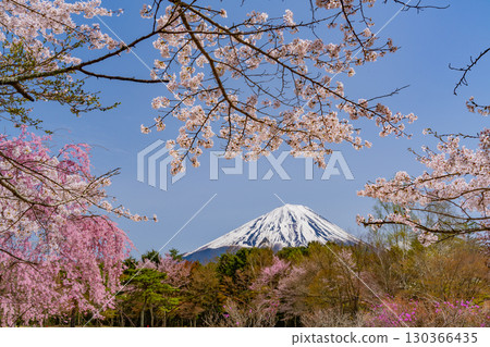 【山梨縣】西湖野鳥森林公園，以富士山為背景，櫻花、杜鵑花盛開，美不勝收 130366435
