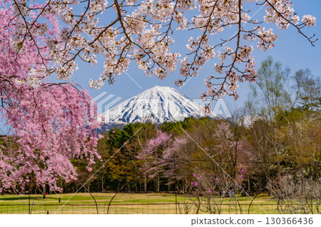 【山梨縣】西湖野鳥森林公園,以富士山為背景,櫻花、杜鵑花盛開,美不勝收 【山梨縣】西湖野鳥森林公園,以富士山為背景,櫻花、杜鵑花盛開,美不勝收 130366436