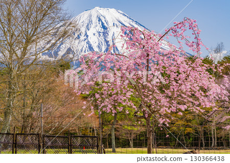 [Yamanashi Prefecture] Beautiful cherry blossoms and azaleas at Lake Saiko Wild Bird Forest Park, with Mount Fuji in the background 130366438